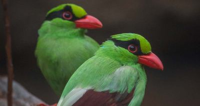 Conservationists launch plan to save rare bird species